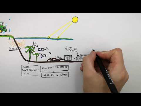 Gcse Biology Eutrophication Explained