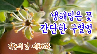 [귀농의 맛]냉해피해 꽃 구분하는 간단한 방법