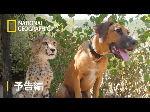 輝く軟体動物大使