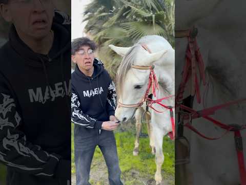 حصان ياكل بسكويت 🐴🤣🤣 البرنس