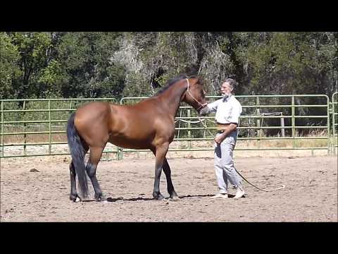 How to #train a #Wild #Mustang by The Scarpatis