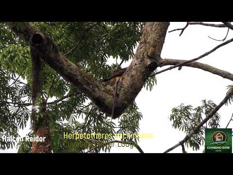 Halcon Reidor Cuyabeno River Lodge