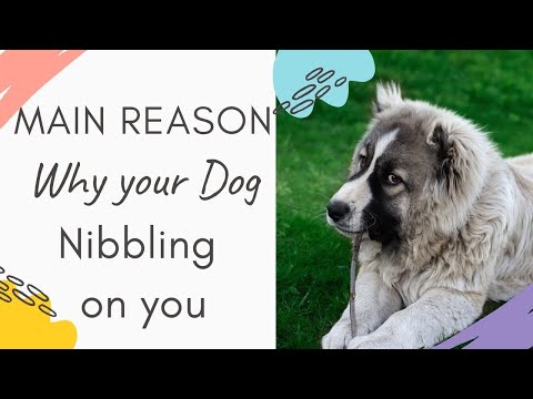 YouTube video about: Why do dogs nibble each other?