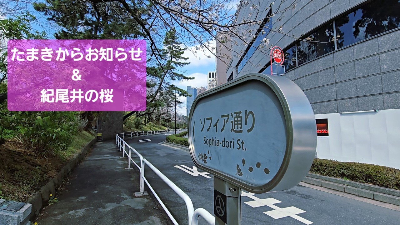 紀尾井の桜【たまき散歩】来年春2027/3/1はスケジュール空けておいてください　去年と同じルートで桜散歩