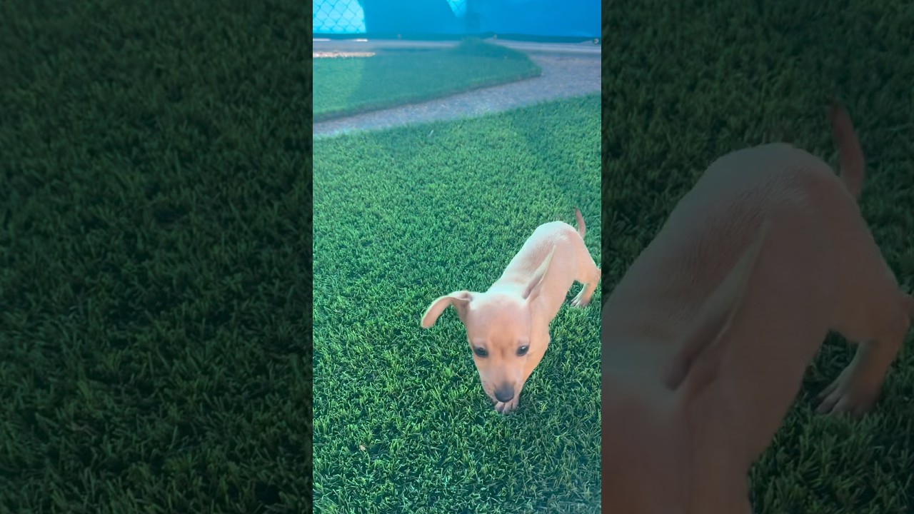 Finch, an adoptable mixed breed in PHOENIX, AZ video 2/6