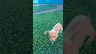 Video preview image #1 Chihuahua-Unknown Mix Puppy For Sale in Phoenix, AZ, USA