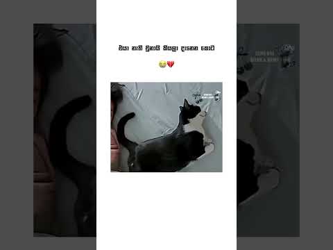 අනේ දේවියනේ 💔😭 #sad #catsad #crying