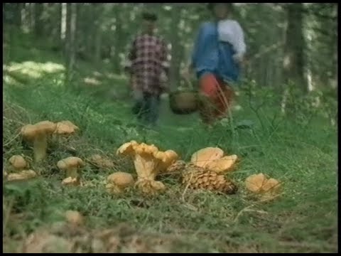 Runt I Sverige - I Skogen (SVT 1989-02-07)