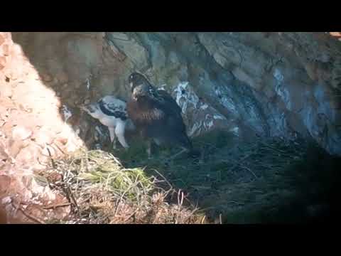 [VIDEO] Dos águilas de Bonelli, Ida y Ondallu arrancan su vuelo desde Navarra