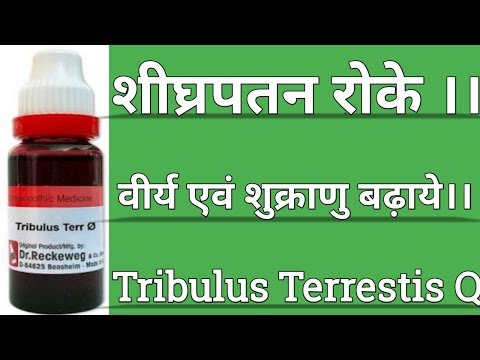 Tribulus terrestis q/ full explain in hindi