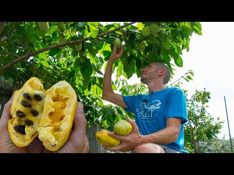 They said we were Crazy for growing this Fruit...