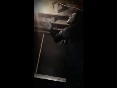 Wxld Chynxx Freestyle