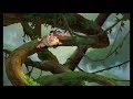 Tarzan Jane Vi Finns På Samma Jord Svenska