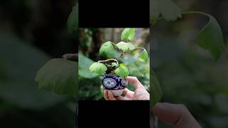 2月イチョウ湯吞みミニ盆栽 春に向けて #bonsai #盆栽