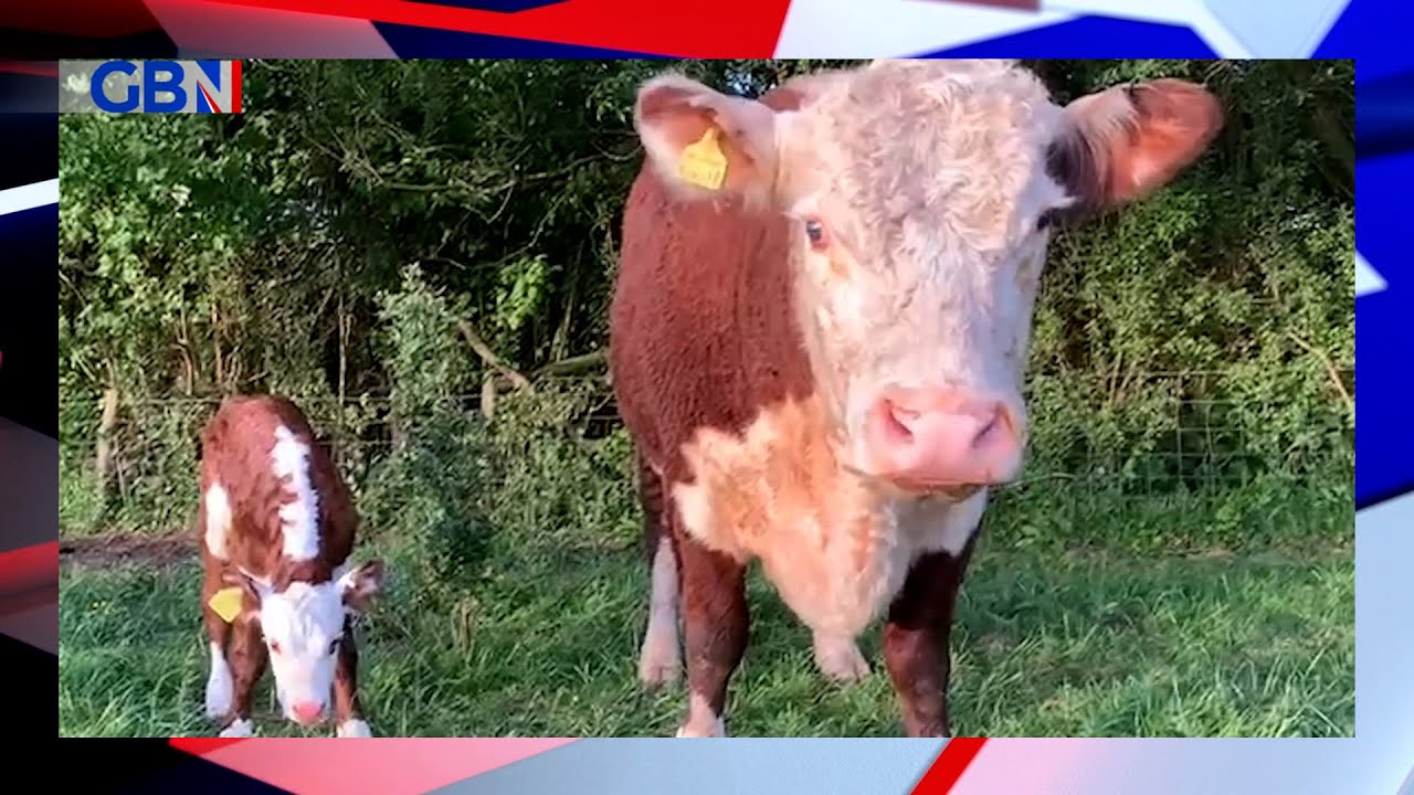 Non-stun slaughter: Should there be religious exemptions? | Emma Slawinski from the RSPCA