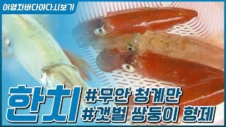 맛과 영양은 오징어보다 한 수 위! 한치 #갯벌쌍둥이형제 #무안청계만 [어영차바다야 다시보기]