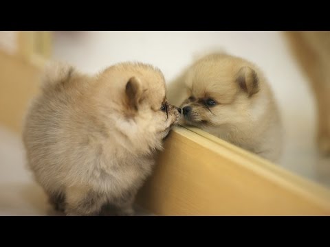 Puppies Vs. Mirrors