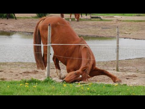 Ces drôles de chevaux ont mis fin à mon humeur sérieuse Vidéos d'animaux les plus drôles