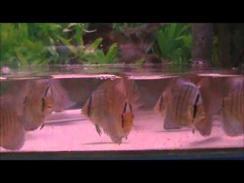 Discus Fish Water Changing