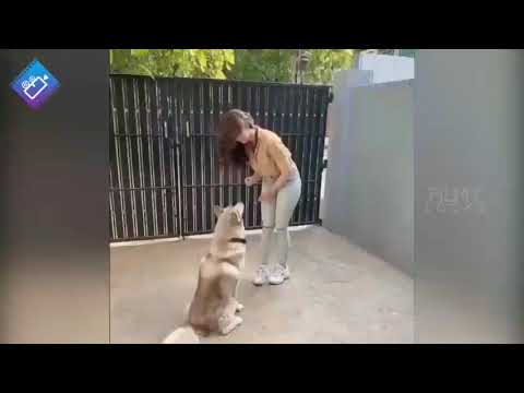 Actress pranitha subhash playing with dogs funny video #2021- FUNKY PETS