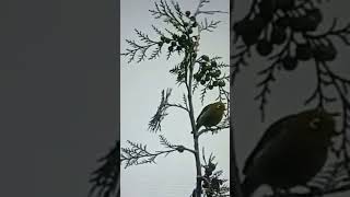 Download lagu suara pleci di alam bukpar mp3 Download lagu suara pleci di alam bukpar mp3