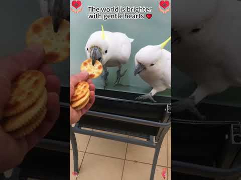 The world is brighter with gentle hearts ❤️#animals#animal… #animallife #love #kindness #viral