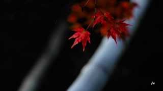 Laika Fatien - Don't Explain