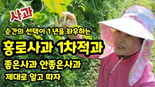 홍로 사과 1차적과 사과적과 [사과재배]