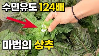 먹으면 꿀잠자는 신품종 상추 흑하랑의 비밀