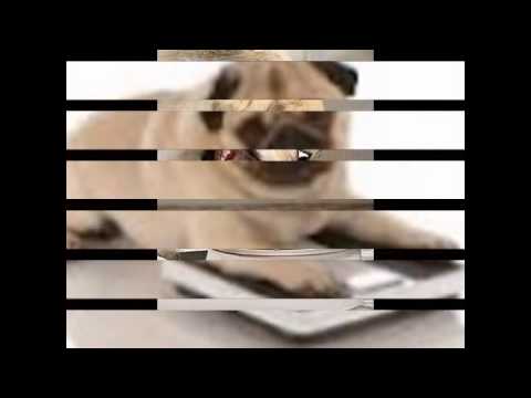 Mops beim zu und abnehmen