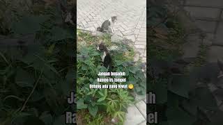 Download lagu Ketemu rival nya Untung ada yang lewat tak begaduh 😁 mp3