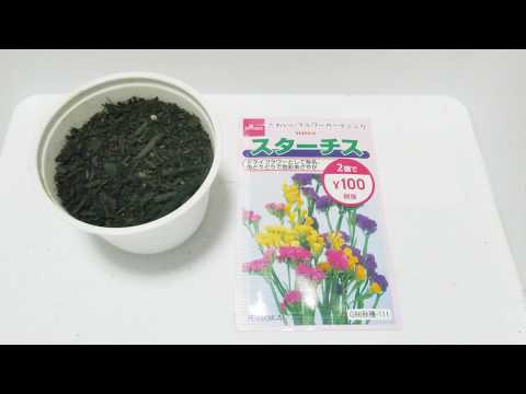 スターモス、千枚通しのマストワート 植物