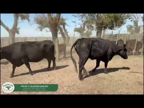 IQUI _ 75 VACAS para INVERNADA en ALAGON, PEHUAJO, BUENOS AIRES 26 11 202