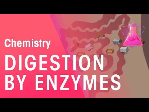 Digestion By Enzymes | Organic Chemistry | Chemistry | FuseSchool Video