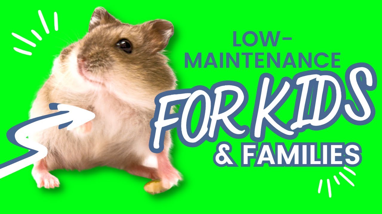 Top 10 Low-Maintenance Pets for Kids and Families