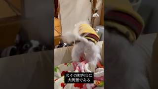 親友チワワに会えて大喜びしちゃうボストンテリア