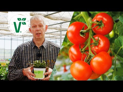 Gibt es Tomaten, die man gut im Freiland anbauen kann? (Freilandtomaten) - Volkers Gartenwissen