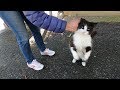Fluffy Tuxedo Cat Meowing And Trilling At Same Time