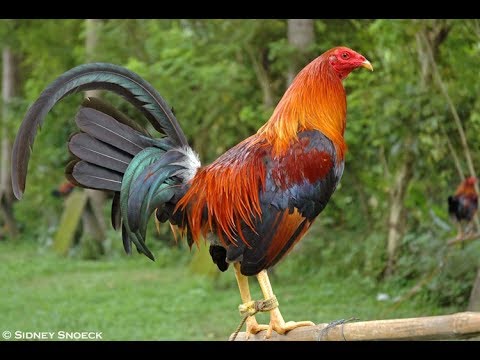 download lagu mp3 mp4 Cock Sound Free, download lagu Cock Sound Free gratis, unduh video klip Cock Sound Free