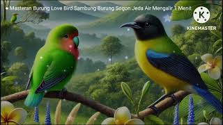 Download lagu Masteran Burung Love Bird Sambung Burung Sogon Jeda 1 Menit mp3 Download lagu Masteran Burung Love Bird Sambung Burung Sogon Jeda 1 Menit mp3