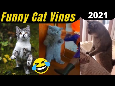 Funny Cat Vines Compilation - Try Not To Laugh Challenge 2021