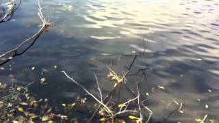 Snowmine - Laminate Pet Animal:  This One