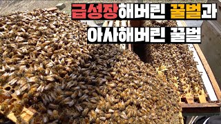 꽃샘추위에 전멸해버린 벌통과 엄청나게 세력이 강해진 벌통, 극과 극 3월의 양봉장