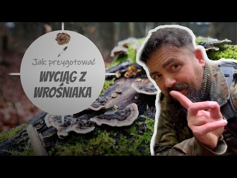 Trametes versicolor – przepis na silny ekstrakt leczniczy krok po kroku