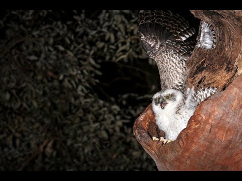 Powerful Owl - Ep 3 - Top Predator  - Envirotube
