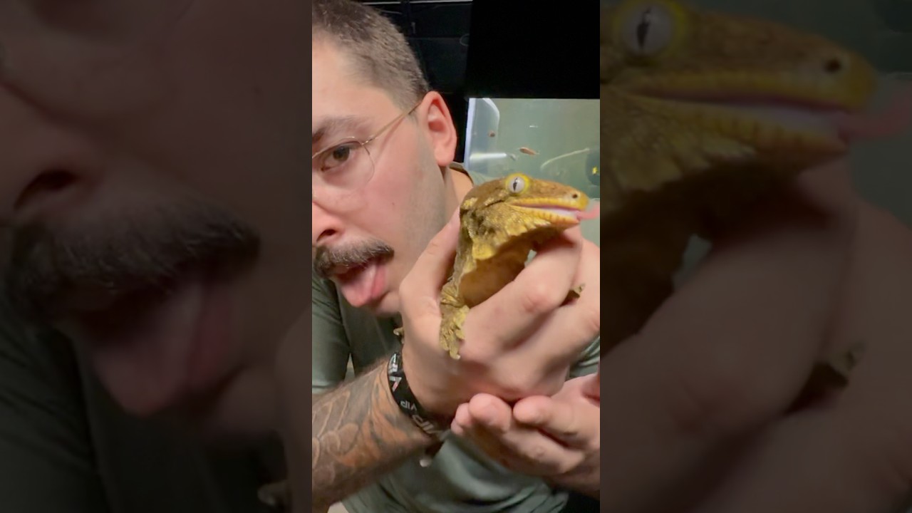 ALIEN LIZARD 🐊👽🔥 w/ ​⁠@BrianBarczyk #shorts #ytshorts