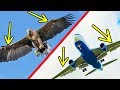 11 Awesome Technologies Inspired By Animals ️