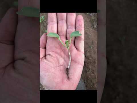 Winter Cover crops Kynoch Fertilizer #covercrops #agriculture #farming