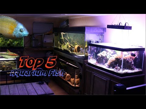 My TOP 5 Fish In My Fishroom..Today