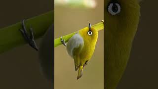 Download lagu Suara burung bermata putih mp3
